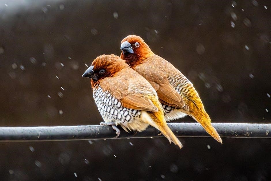 rain bird esp 6tm instruction manual