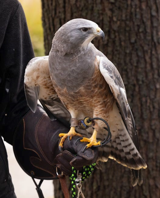 lego millennium falcon 7965 instructions